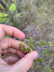 Leptospermum juniperinum