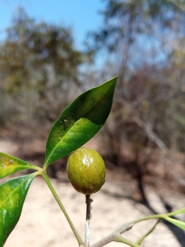 Malleastrum antsingyense image