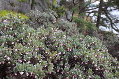 Arctostaphylos × media