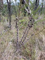 Leptospermum juniperinum