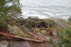 Arctostaphylos × media