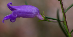 Eremophila ionantha