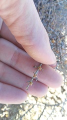 Tetraena chrysopteros