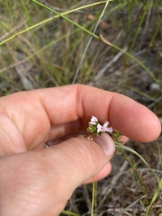 Westringia
