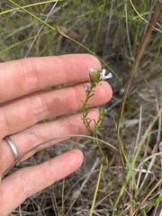 Westringia