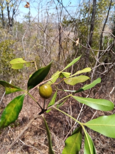 Malleastrum antsingyense image