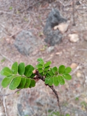 Ormocarpum bernierianum