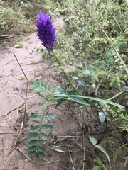 Astragalus laxmannii