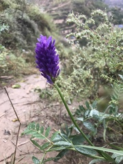 Astragalus laxmannii
