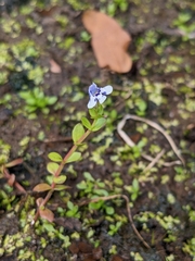 Lindernia rotundifolia