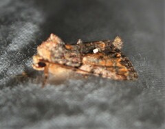Chytonix palliatricula