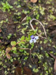 Lindernia rotundifolia