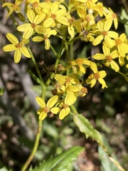 Senecio linearifolius