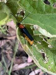 Chauliognathus tricolor