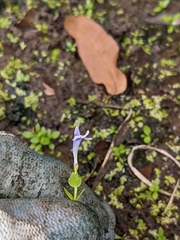 Lindernia rotundifolia
