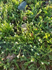 Plagiobothrys collinus