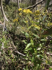 Senecio linearifolius