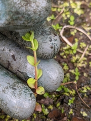 Lindernia rotundifolia