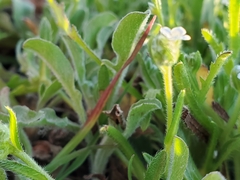 Plagiobothrys collinus