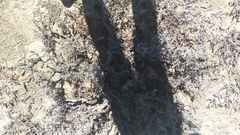 Tetraena chrysopteros