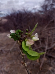 Ormocarpum bernierianum