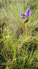 Aristea abyssinica