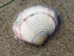 Semele decisa