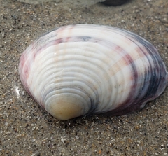 Semele decisa