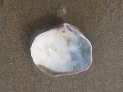 Semele decisa