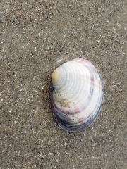 Semele decisa