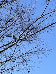 Aphelocoma californica