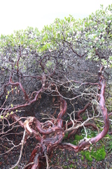 Arctostaphylos × media