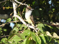 Myiarchus tyrannulus