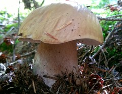Boletus edulis grandedulis