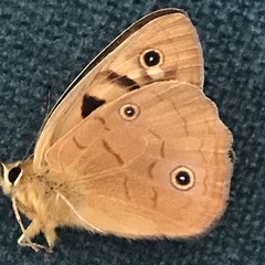 Heteronympha penelope