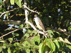 Myiarchus tyrannulus