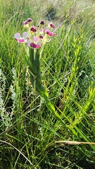 Zaluzianskya microsiphon