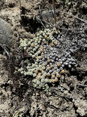 Raoulia parkii