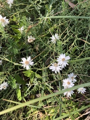 Rhodanthe anthemoides