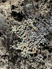 Raoulia parkii