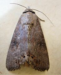 Hypocala deflorata