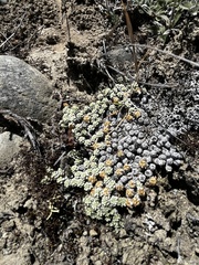 Raoulia parkii