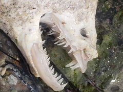 Gymnothorax mordax