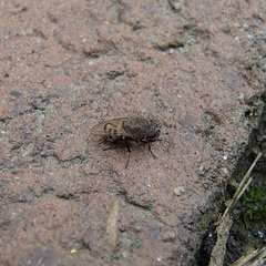 Paralimna punctipennis