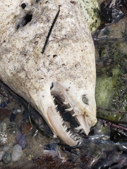 Gymnothorax mordax