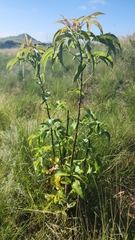 Heteromorpha arborescens abyssinica