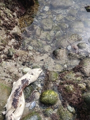 Gymnothorax mordax