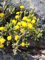 Helichrysum parvifolium