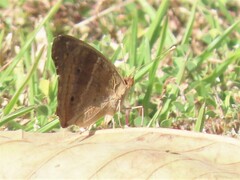 Junonia zonalis