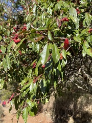 Photinia niitakayamensis